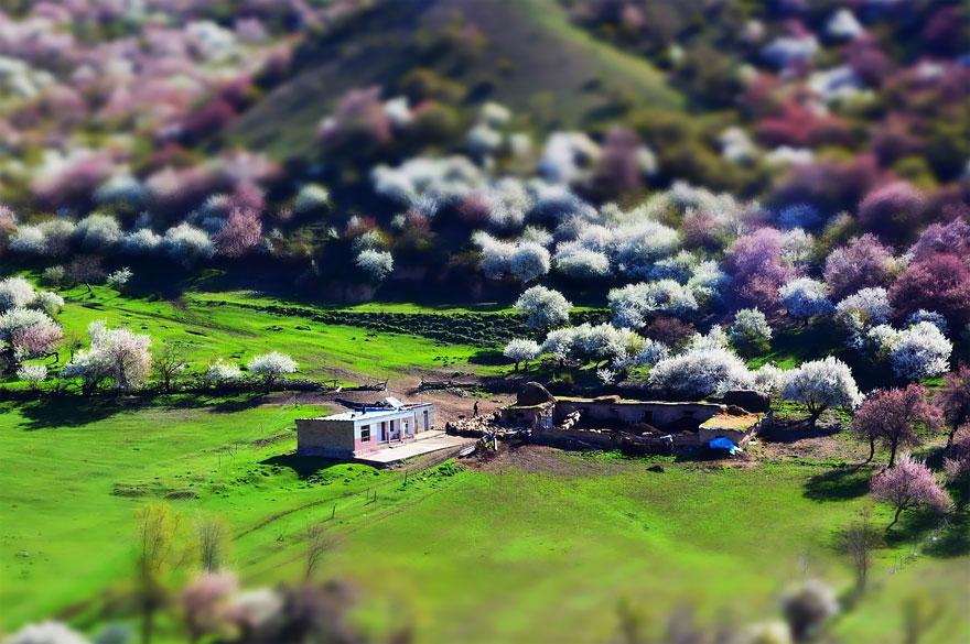flores-valle-albaricoques-yili-china (8)