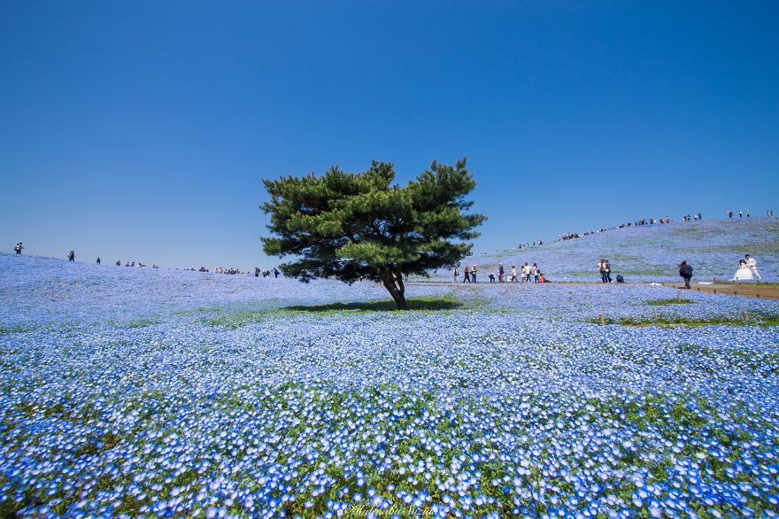 fotografia-flores-nemophila-japon-hidenobu-suzuki (1)
