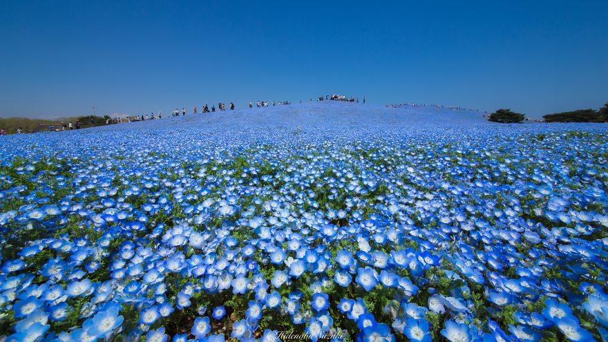 fotografia-flores-nemophila-japon-hidenobu-suzuki (2)
