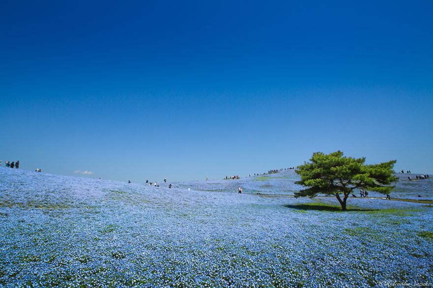 fotografia-flores-nemophila-japon-hidenobu-suzuki (3)