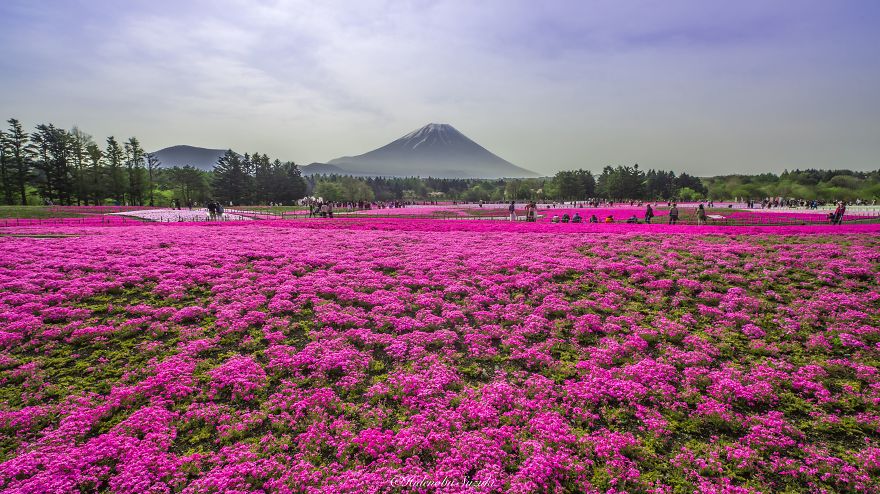 fotografia-flores-nemophila-japon-hidenobu-suzuki (6)