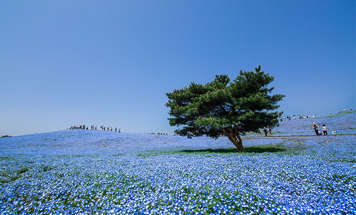 4,5 Millones de ojos azules de bebé acaban de florecer en Japón y los he fotografiado