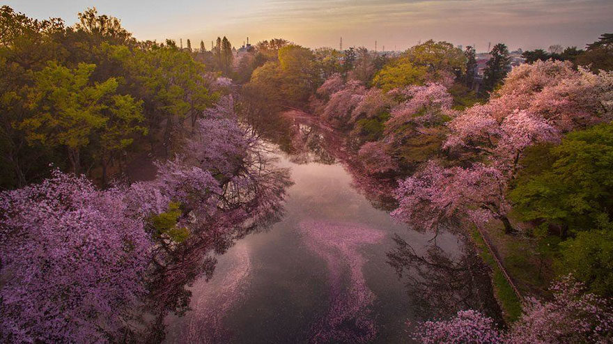 fotos-dron-sakura-tokyo-danilo-dungo (1)
