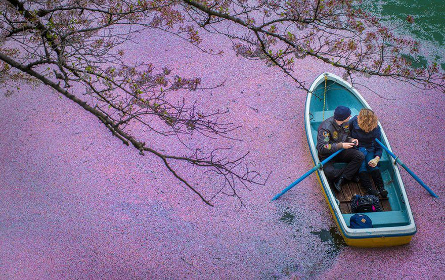 fotos-dron-sakura-tokyo-danilo-dungo (2)
