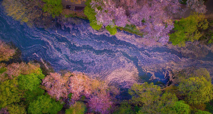 fotos-dron-sakura-tokyo-danilo-dungo (4)