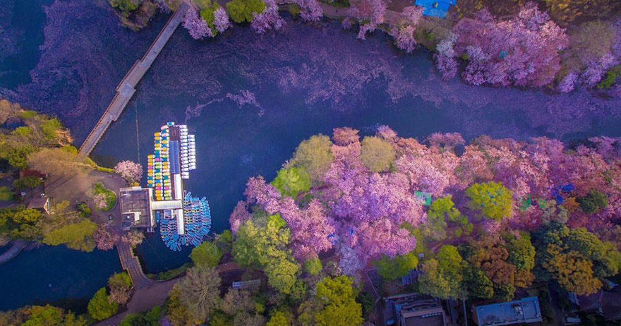 fotos-dron-sakura-tokyo-danilo-dungo (5)