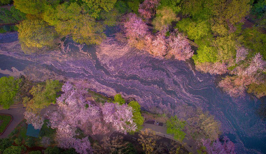 fotos-dron-sakura-tokyo-danilo-dungo (7)