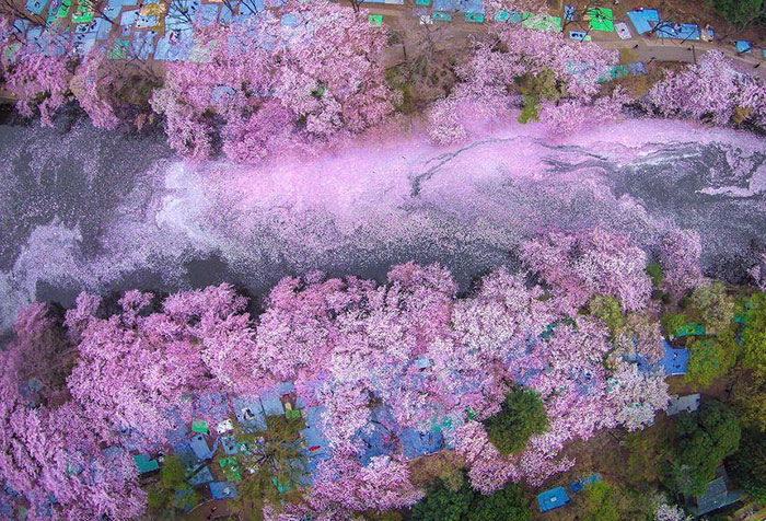 Las flores de cerezo pintan de rosa un lago, haciendo que Tokyo parezca de cuento de hadas