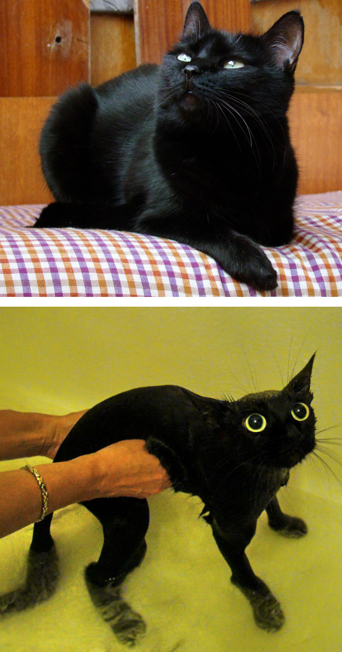 fotos-mascotas-antes-despues-bano (2)