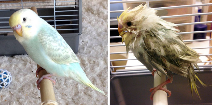 fotos-mascotas-antes-despues-bano (24)