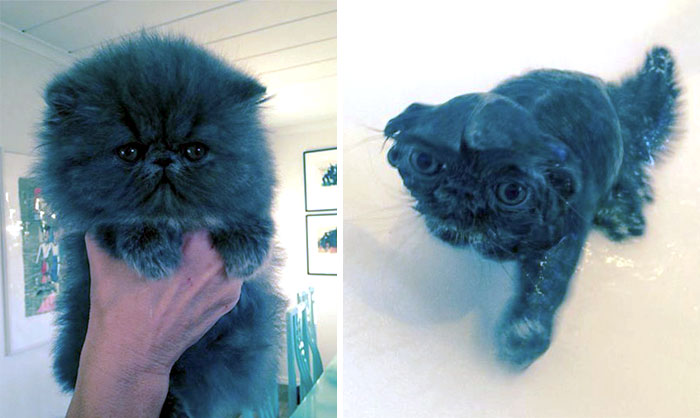 fotos-mascotas-antes-despues-bano (29)