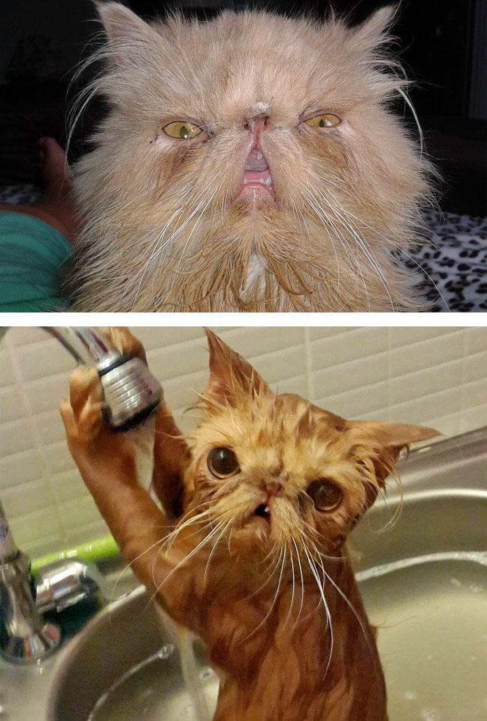 fotos-mascotas-antes-despues-bano (3)