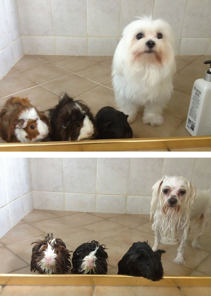 fotos-mascotas-antes-despues-bano (30)