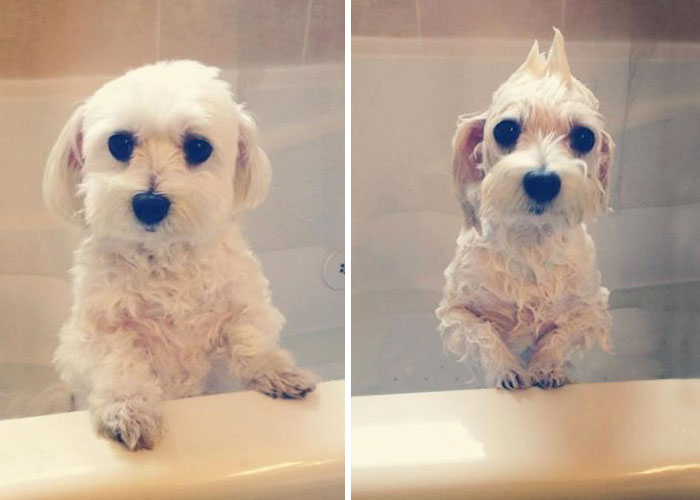 fotos-mascotas-antes-despues-bano (33)