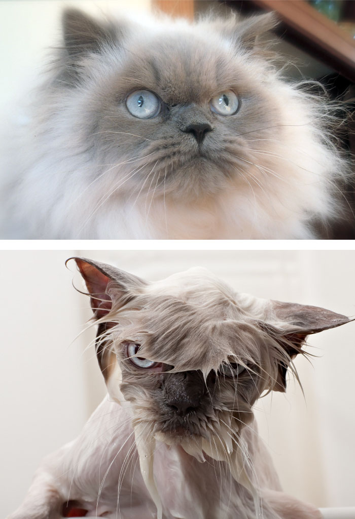 fotos-mascotas-antes-despues-bano (5)