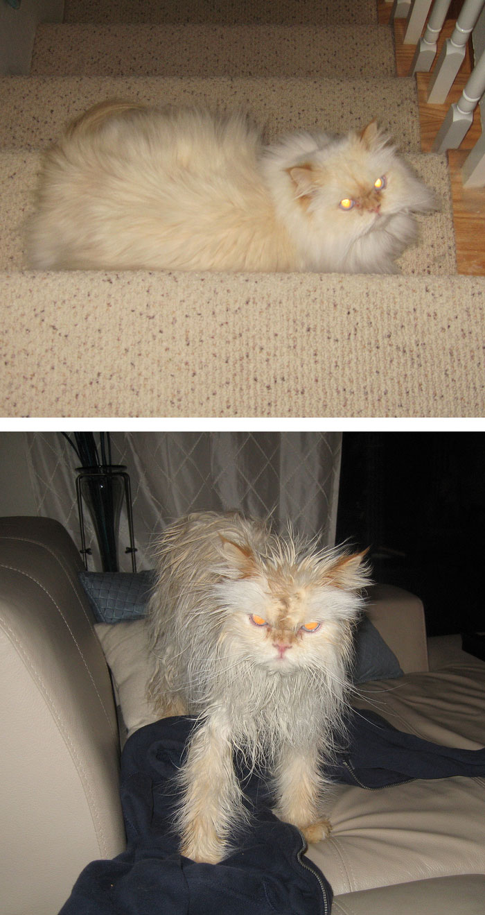 fotos-mascotas-antes-despues-bano (6)