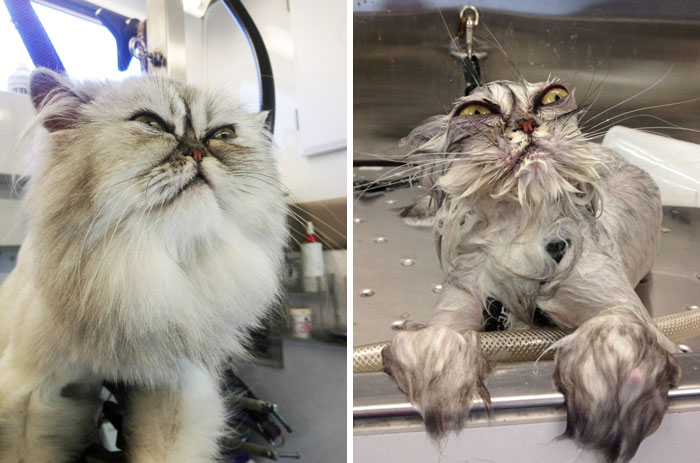 15 Graciosos animales antes y después de un baño