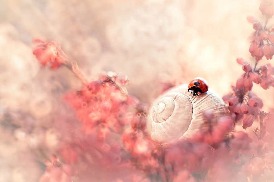 fotos-naturaleza-macro-magda-wasiczek (13)