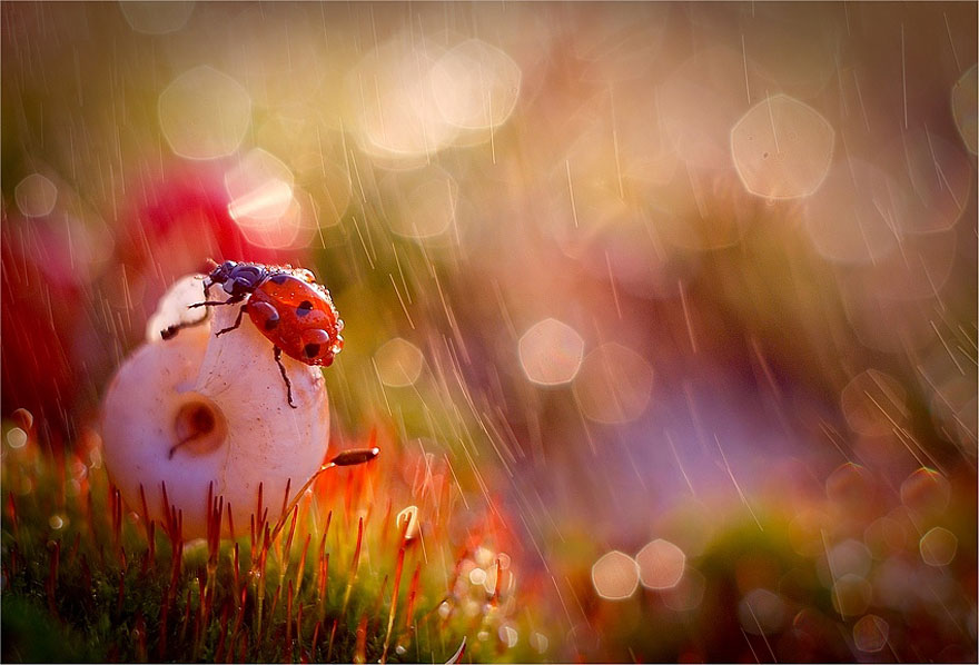 fotos-naturaleza-macro-magda-wasiczek (14)