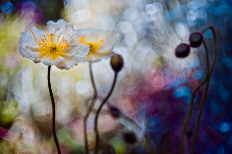 fotos-naturaleza-macro-magda-wasiczek (15)