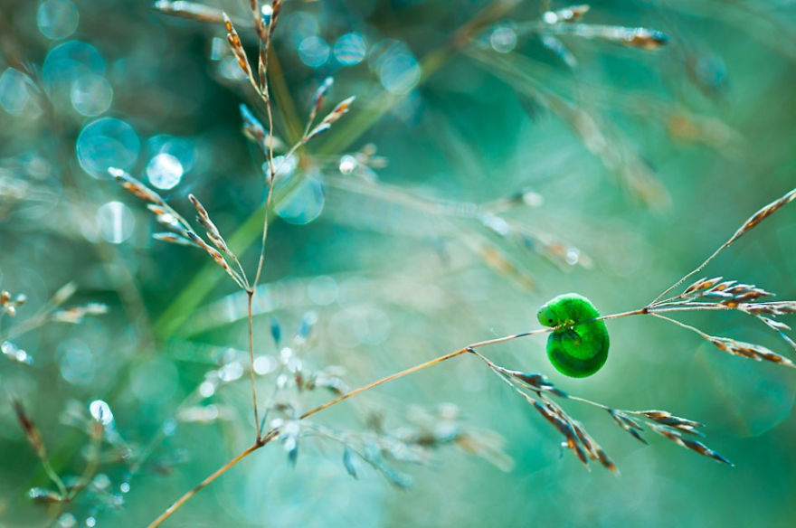 fotos-naturaleza-macro-magda-wasiczek (6)