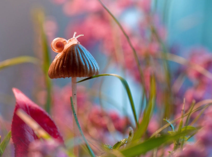 fotos-naturaleza-macro-magda-wasiczek (8)