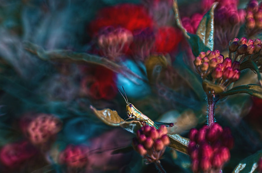 fotos-naturaleza-macro-magda-wasiczek (9)