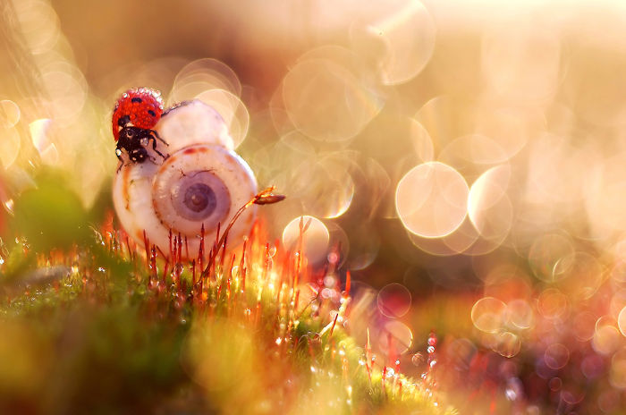 Un mundo de cuento de hadas en macro, por la fotógrafa polaca Magda Wasiczek