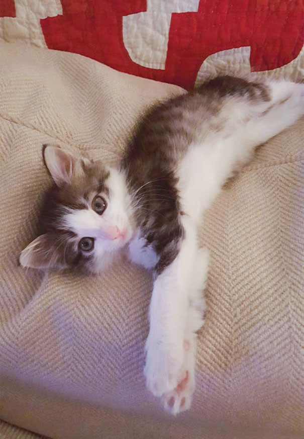 gatito-abandonado-camion-adoptado-axel (1)