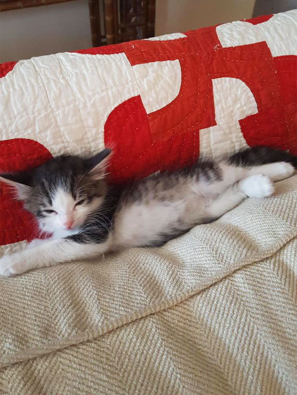 gatito-abandonado-camion-adoptado-axel (2)