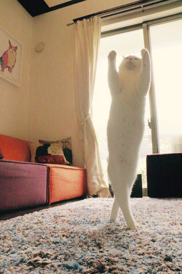 gato-bailarin-japon (4)