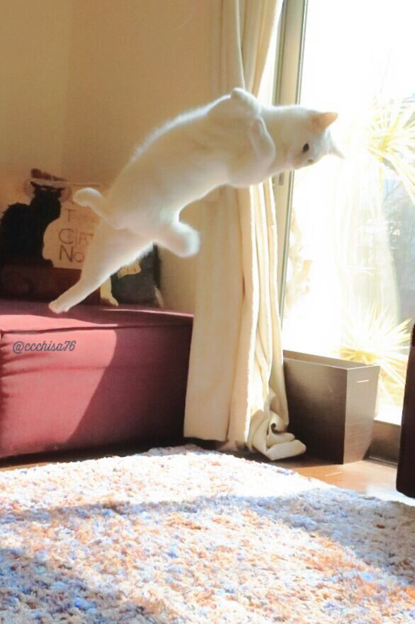 gato-bailarin-japon (6)