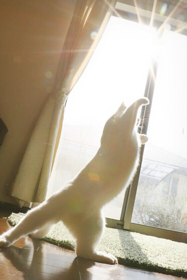 gato-bailarin-japon (8)