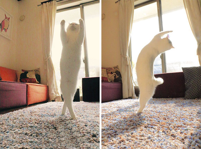 Este gato bailarín danza como si nadie le viera
