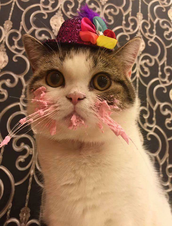 gato-comiendo-tarta (1)