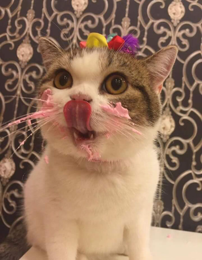 gato-comiendo-tarta (3)
