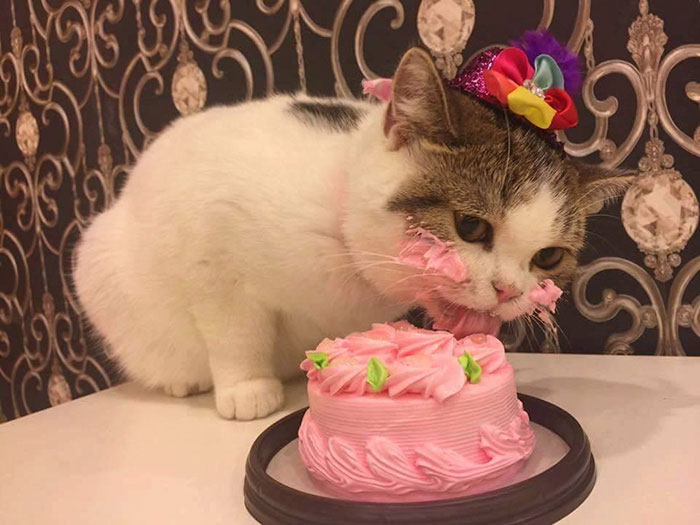 gato-comiendo-tarta-portada.jpg