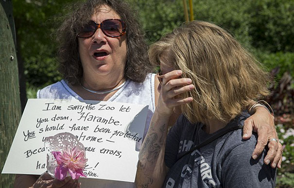 gorila-harambe-disparado-accidente-nino-zoo-cincinnati (1)