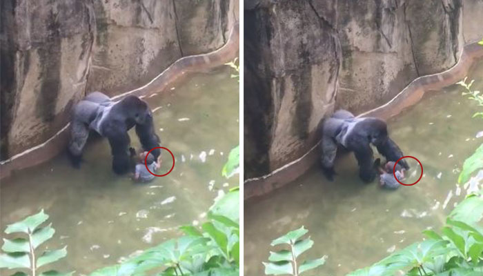 Un nuevo vídeo muestra que el gorila estaba dándole la mano al niño antes de ser disparado