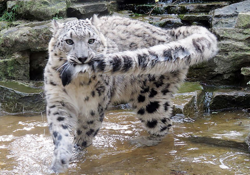 leopardos-nieves-mordiendose-cola (11)