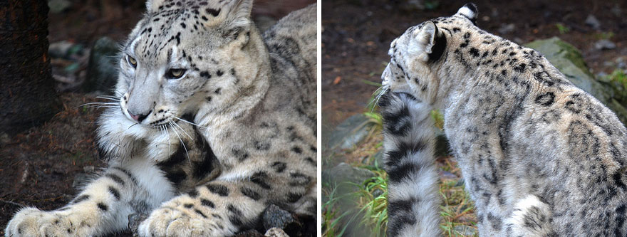 leopardos-nieves-mordiendose-cola (12)