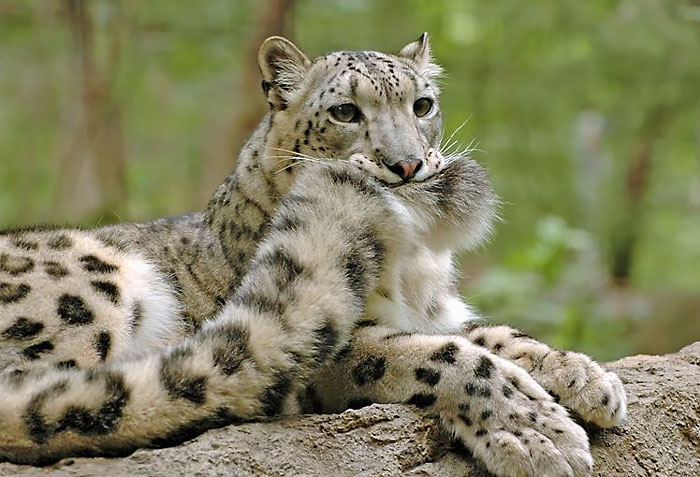 A los leopardos de las nieves les encanta morderse la cola