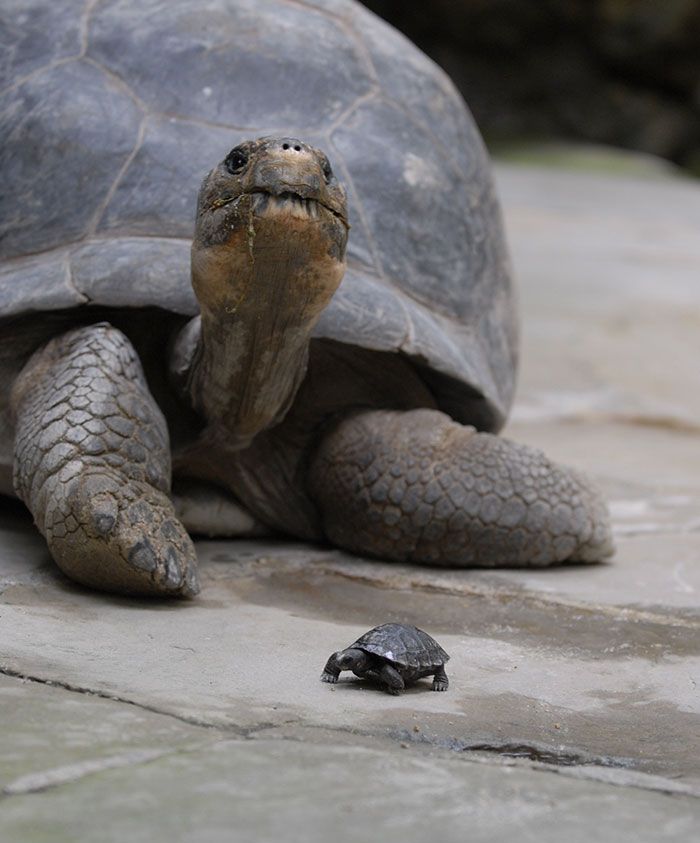 madre-galapago-80-anos-zoo-zurich (2)