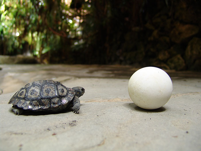 madre-galapago-80-anos-zoo-zurich (3)