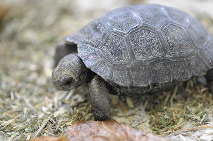 madre-galapago-80-anos-zoo-zurich (4)