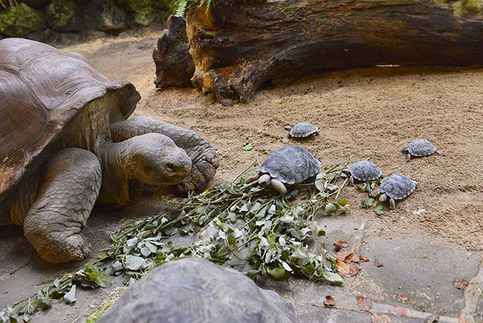 madre-galapago-80-anos-zoo-zurich (5)