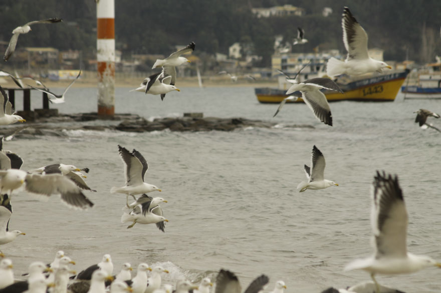 Un Viaje Por La Caleta De Dichato - Chile