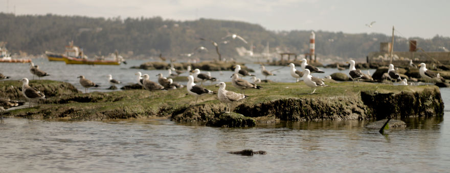 Un Viaje Por La Caleta De Dichato - Chile