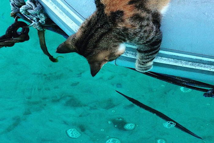 navegar-mundo-barco-gato-amelia-liz-clark (12)