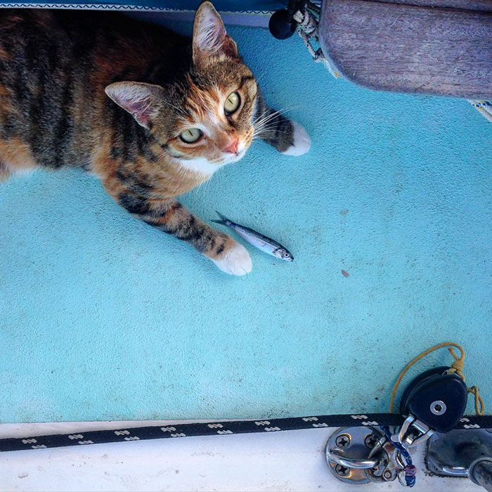navegar-mundo-barco-gato-amelia-liz-clark (14)